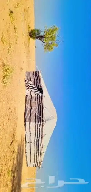 بيت شعر مروبع ابيض تركي 2