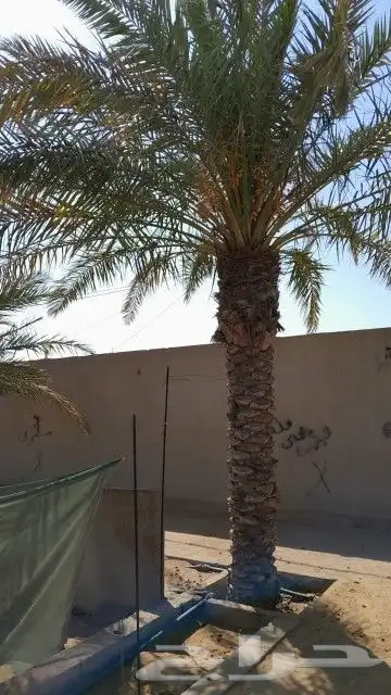 يوجد الدنيا جميع انواع النخيل وجميع المقسات 2