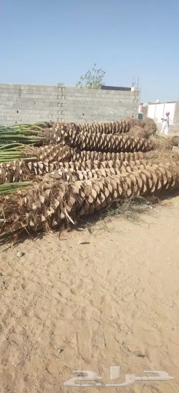 يوجد الدنيا جميع انواع النخيل وجميع المقسات 1