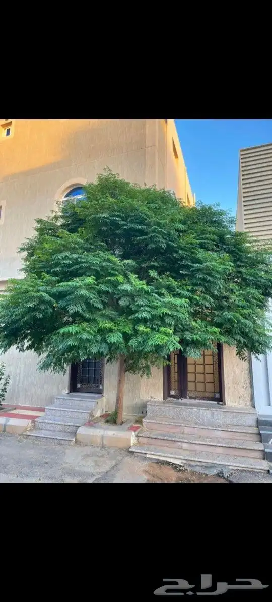 يتوفر لدينا اشجار الزنزلخت أو الشماسي 7