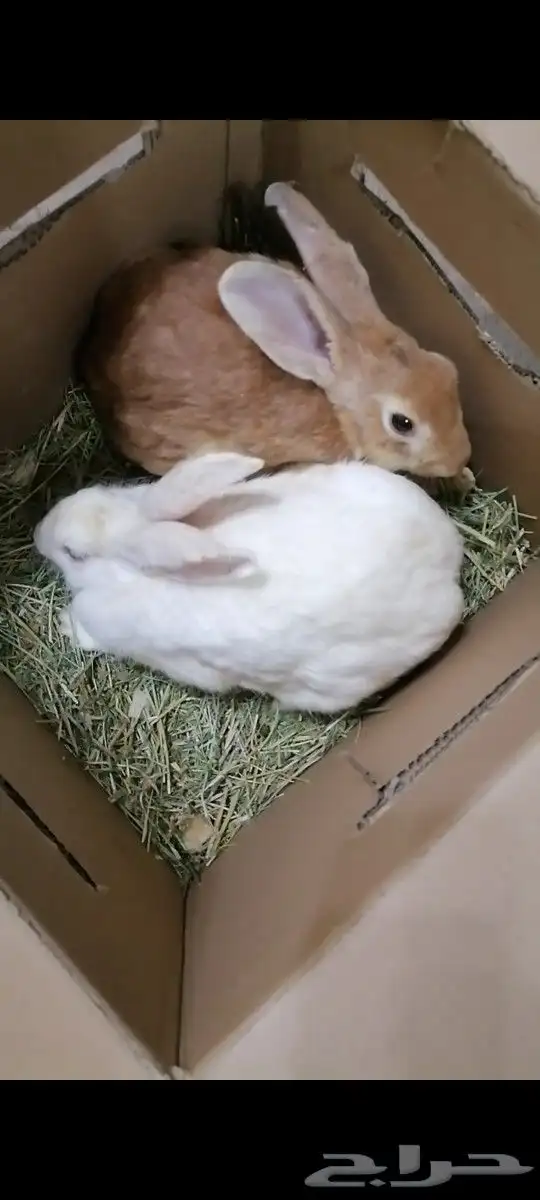زوج أرانب ( تم البيع ) 0