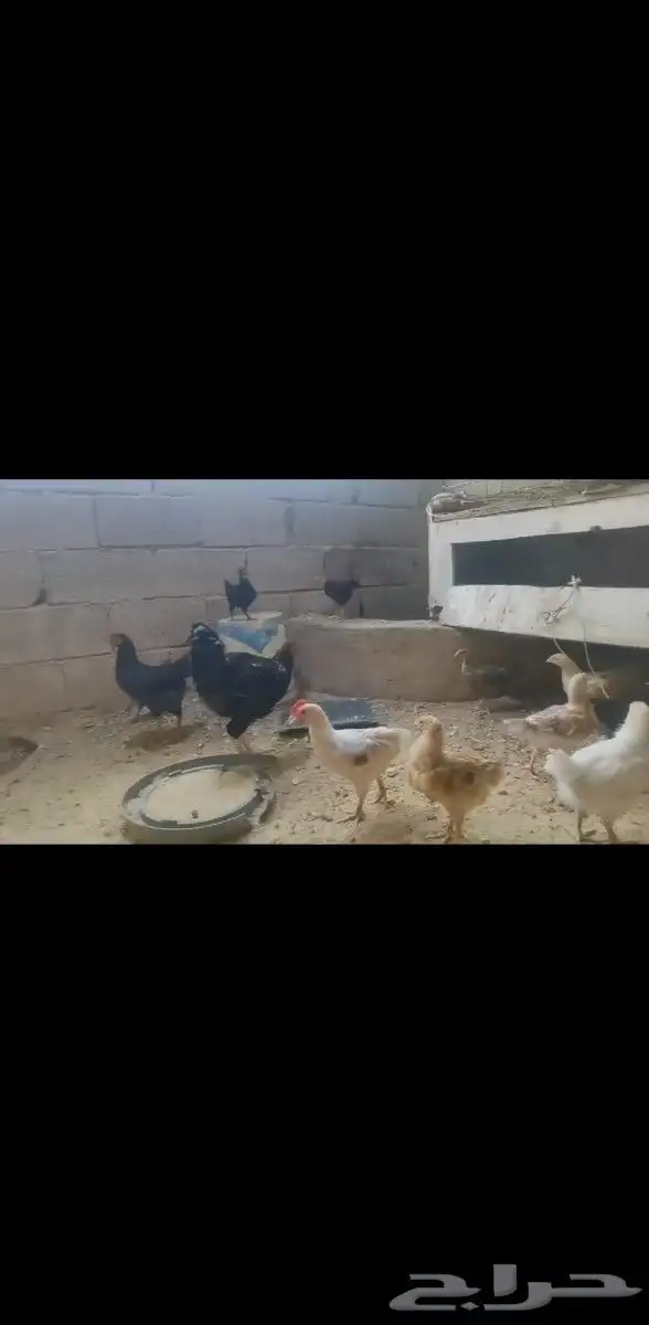 صوص تركي بيور 2