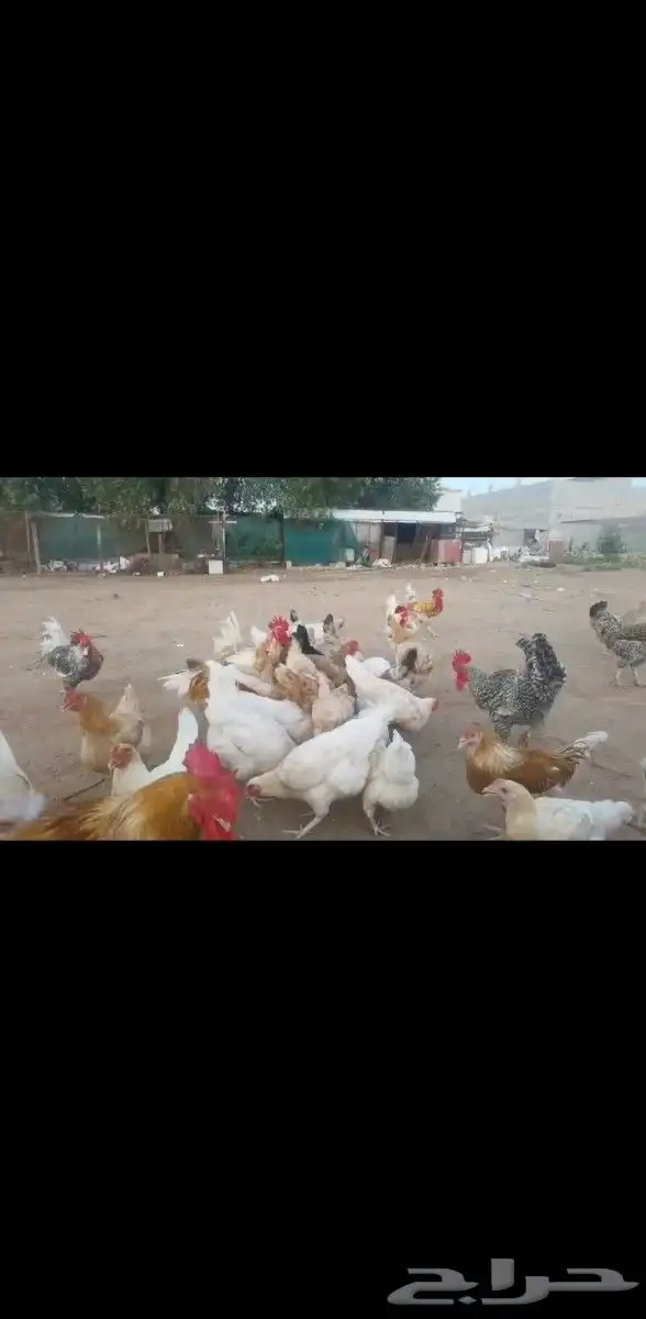 صوص تركي بيور 1