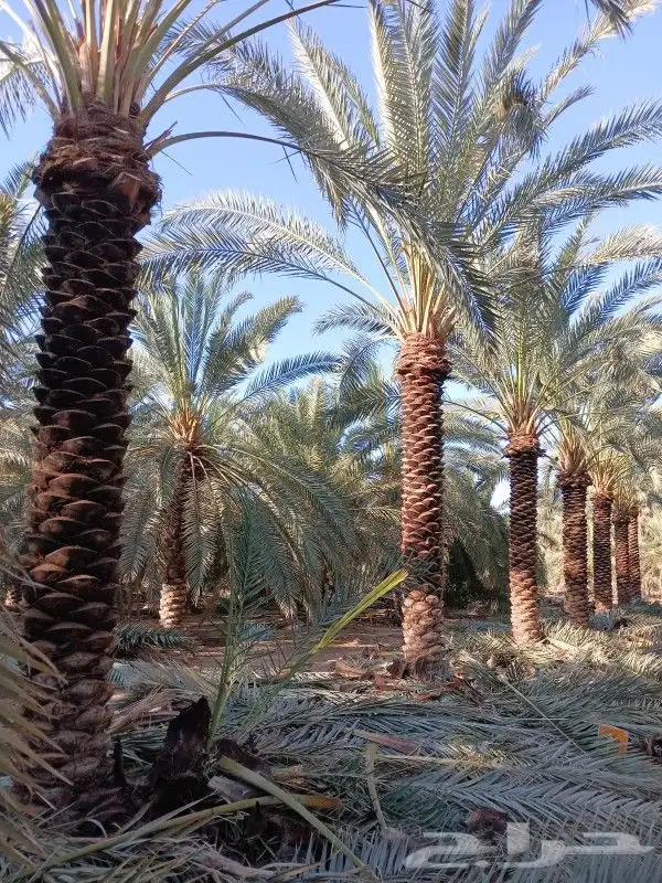 نخل للبيع 5