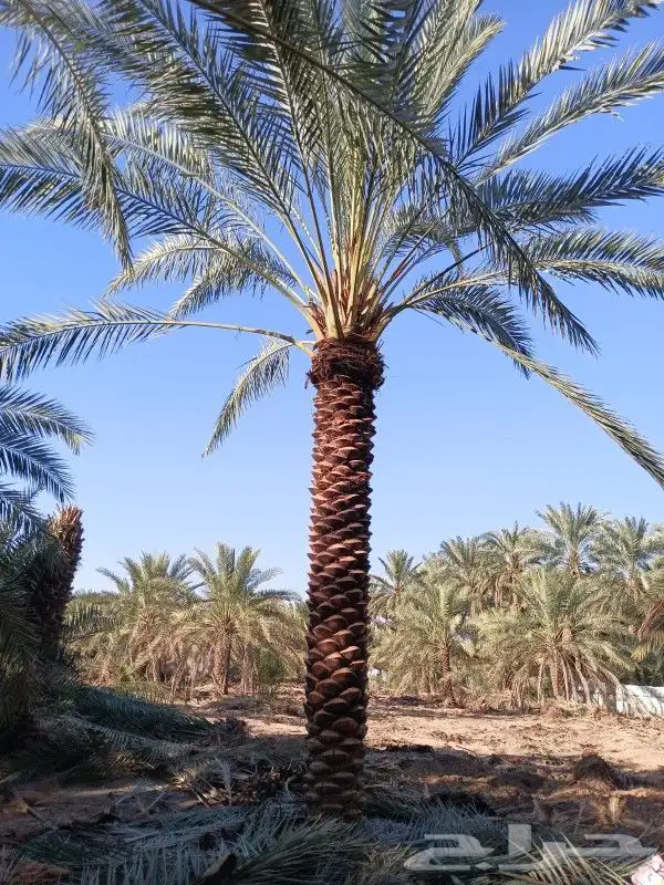 نخل للبيع 0