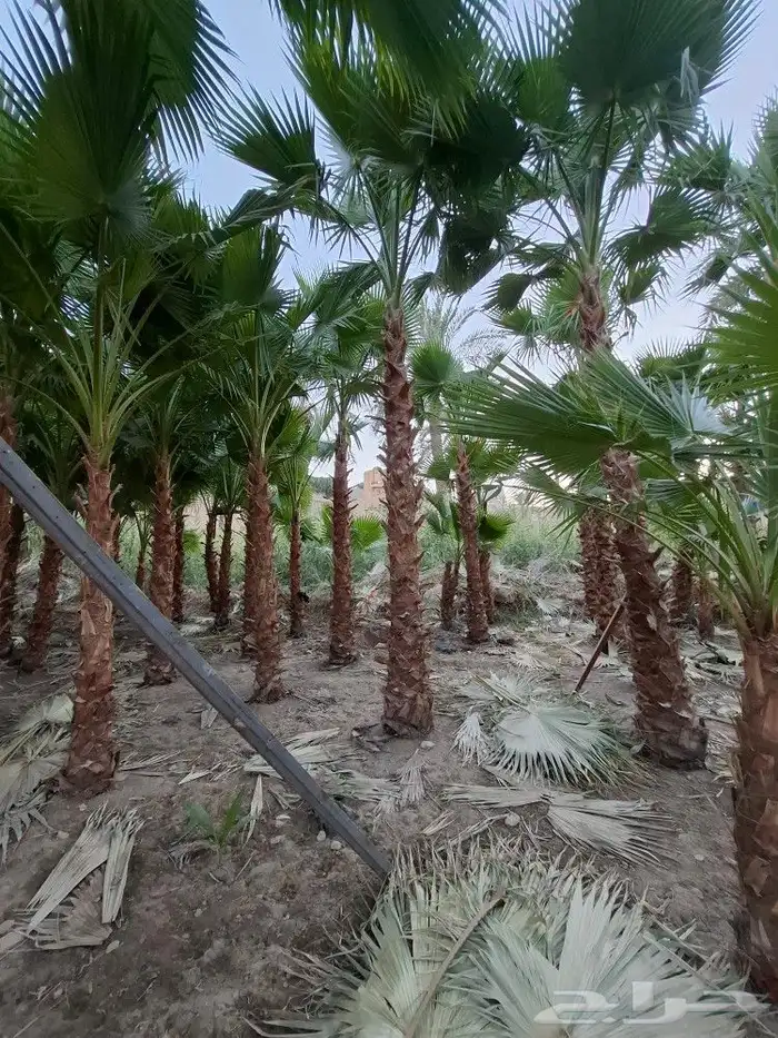 مزرعه نخيل_واشنطني_للبيع 4