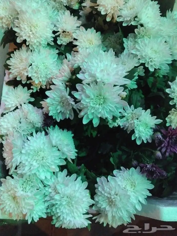 مزارع شتل 21