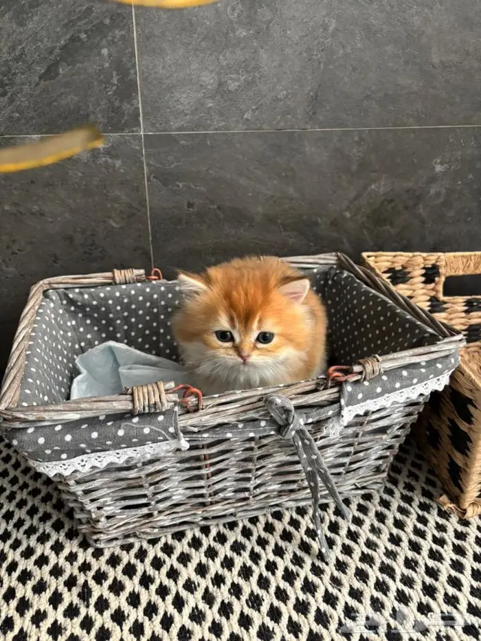 قطة سكوتش ستريت ام وابنها للبيع 2