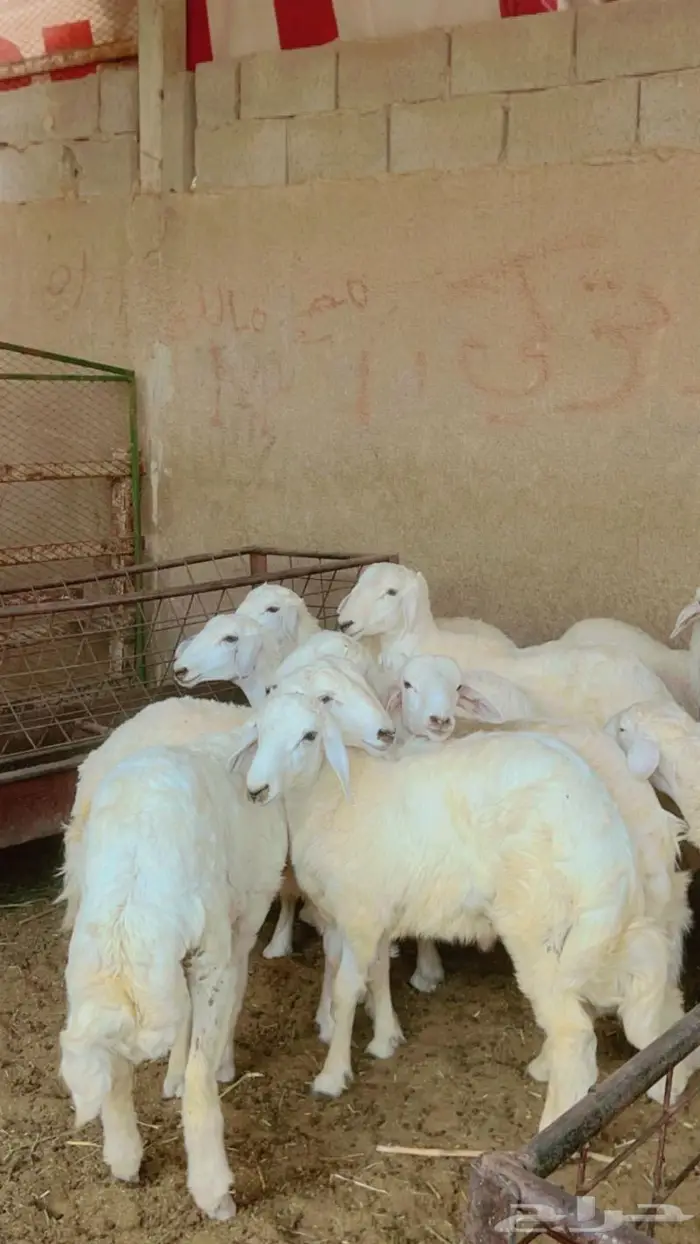 طليان ورخال حريات بريه شرط 0