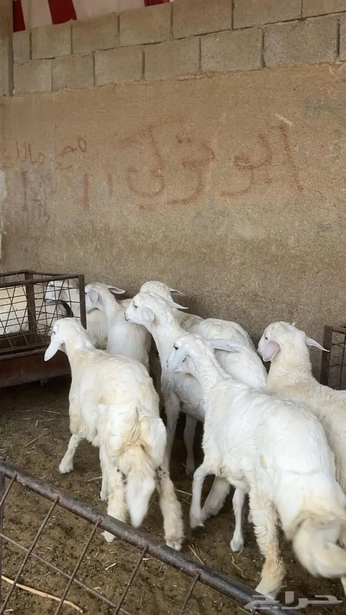 طليان ورخال حريات بريه شرط 1