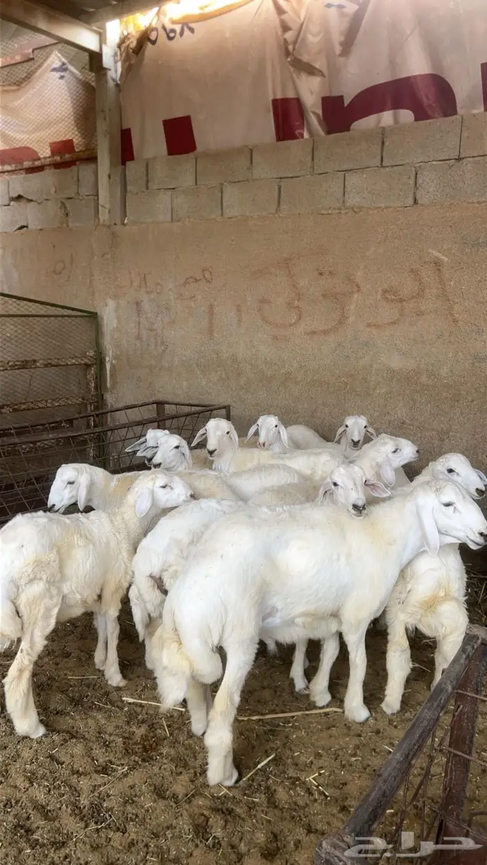 طليان ورخال حريات بريه شرط 2