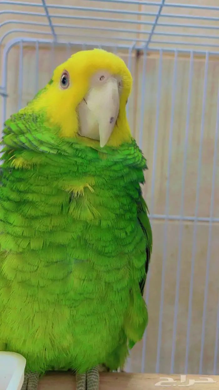 فروخ دبل يلو هد 2