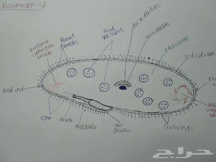 رسم كل شي بالسعر المطلوب 0