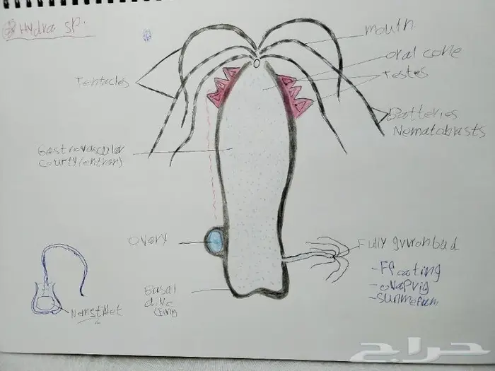رسم كل شي بالسعر المطلوب 9