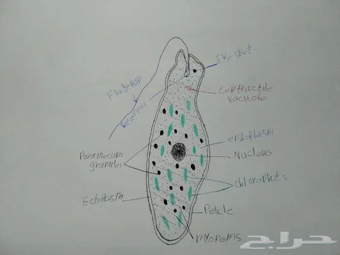 رسم كل شي بالسعر المطلوب 10
