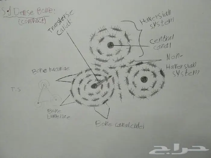 رسم كل شي بالسعر المطلوب 11