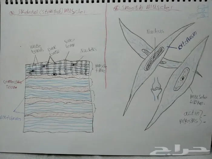 رسم كل شي بالسعر المطلوب 12