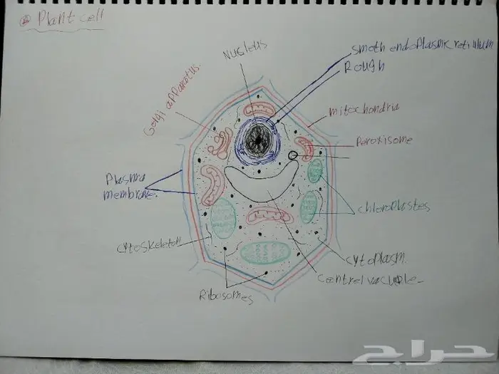 رسم كل شي بالسعر المطلوب 13