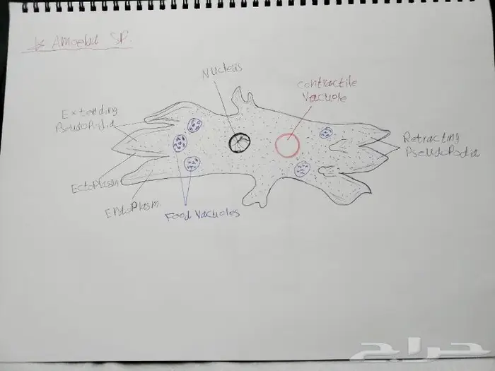 رسم كل شي بالسعر المطلوب 1