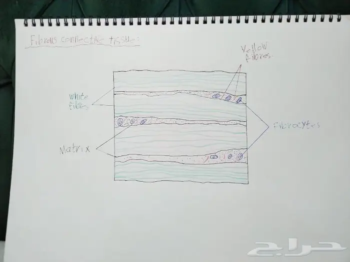 رسم كل شي بالسعر المطلوب 3