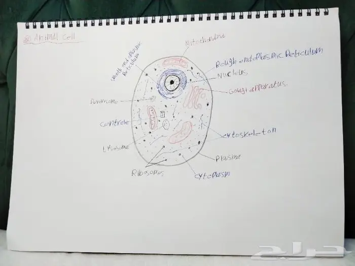 رسم كل شي بالسعر المطلوب 4