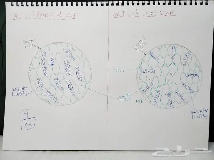 رسم كل شي بالسعر المطلوب 2