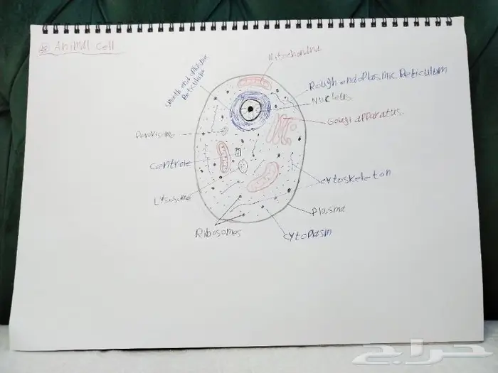 رسم كل شي بالسعر المطلوب 5