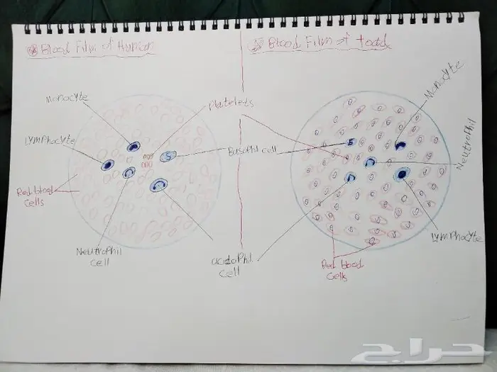 رسم كل شي بالسعر المطلوب 6