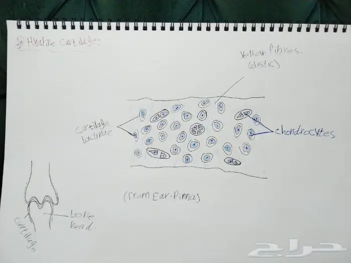 رسم كل شي بالسعر المطلوب 7