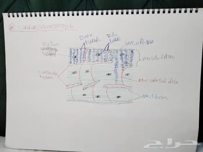 رسم كل شي بالسعر المطلوب 8