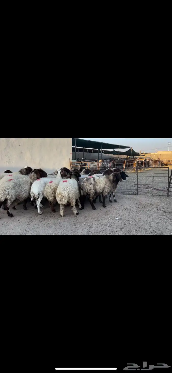 غنم نعيم دفيع 1