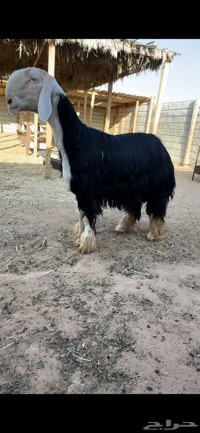 خروف نجدي صنف مشروط 0