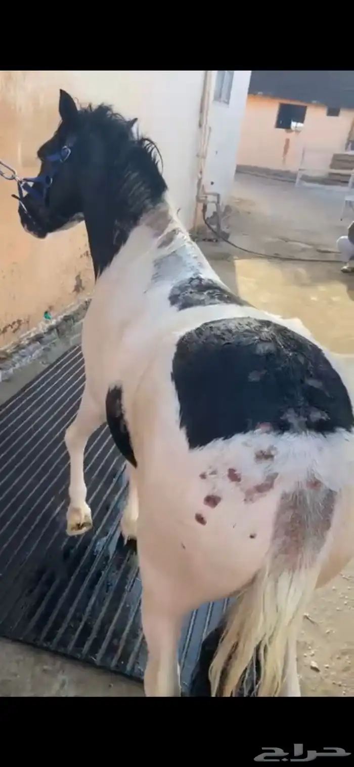 مربط الجواد للخيول العربية 5