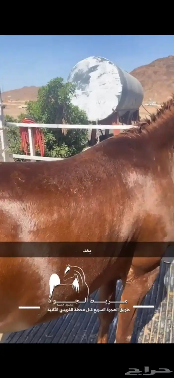 مربط الجواد للخيول العربية 4