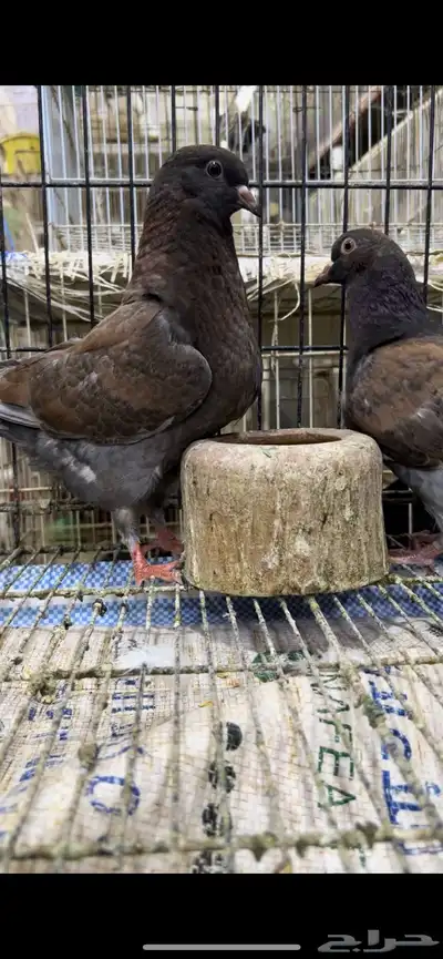 طبه كنق مودينا برونز انديقو. تم البيع 0