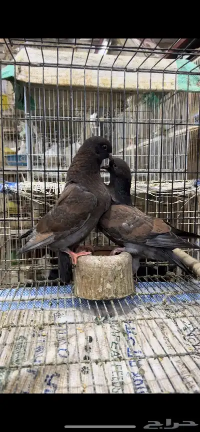 طبه كنق مودينا برونز انديقو. تم البيع 8
