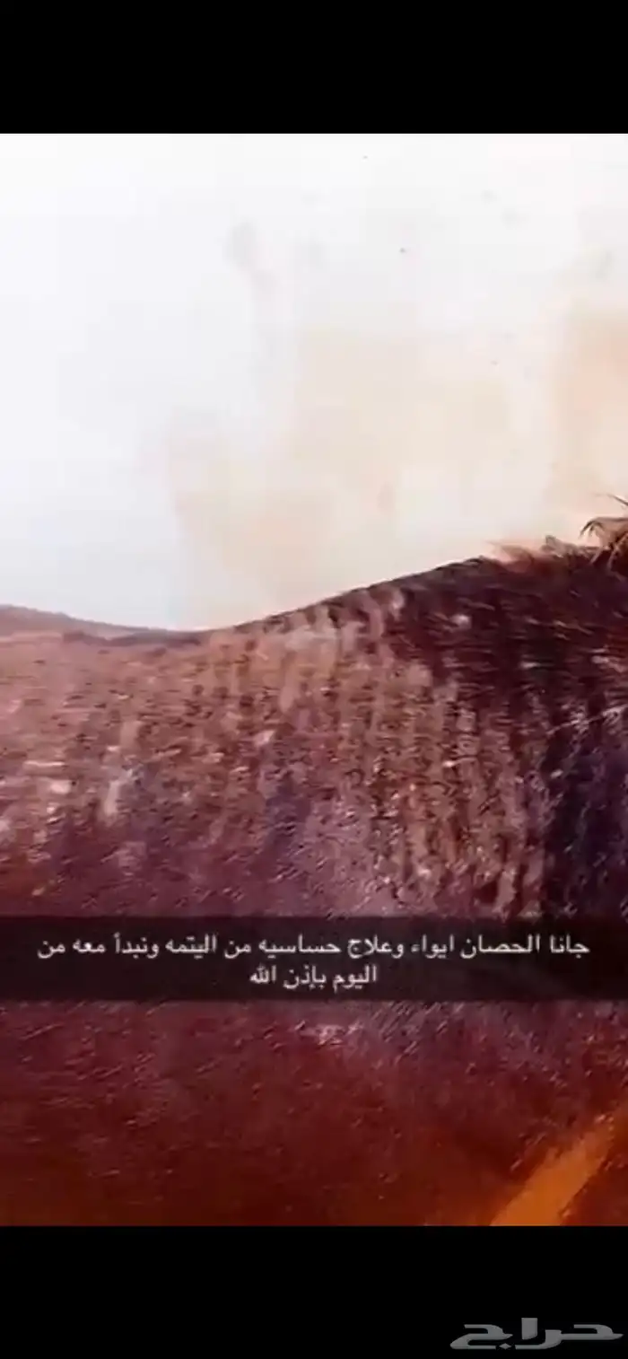 مربط الجواد للخيول العربية 3