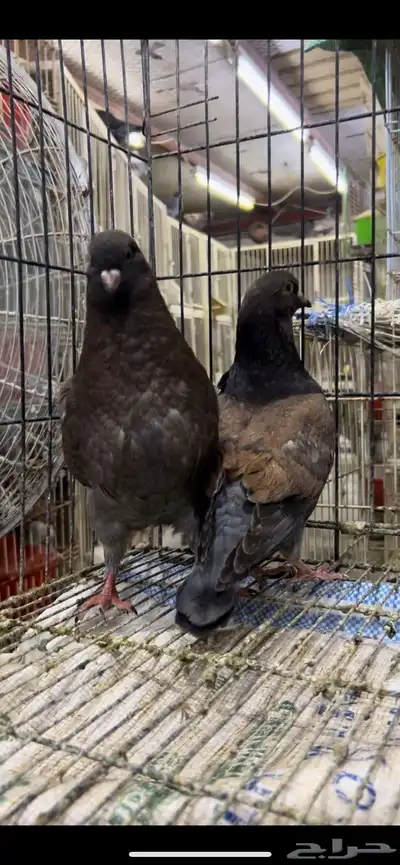 طبه كنق مودينا برونز انديقو. تم البيع 2