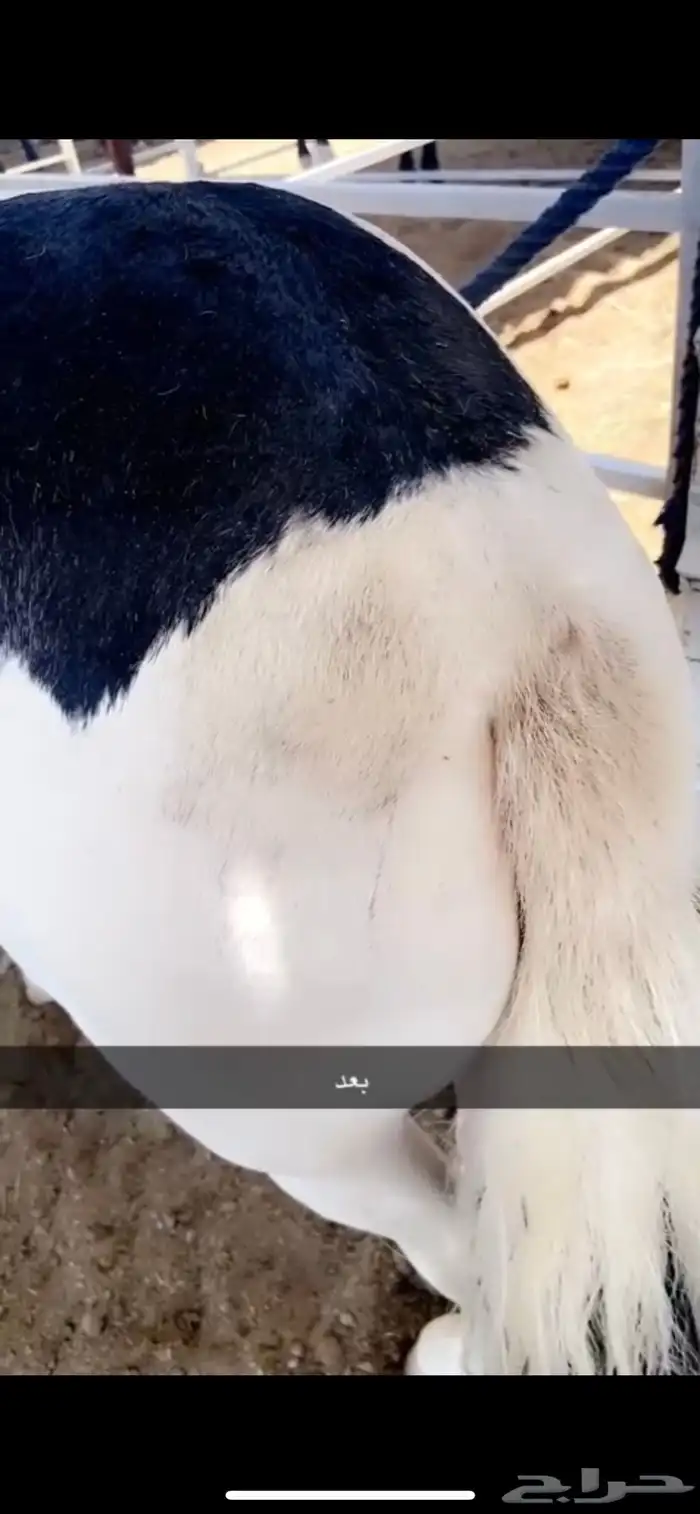 مربط الجواد للخيول العربية 7