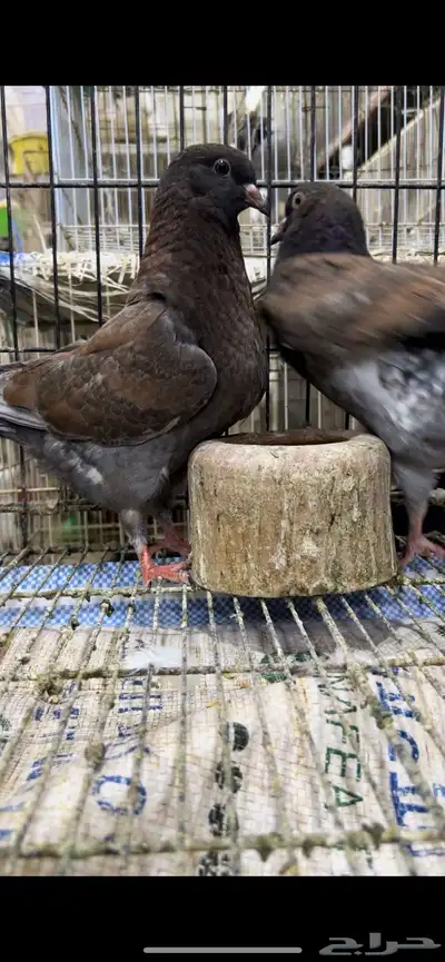 طبه كنق مودينا برونز انديقو. تم البيع 5