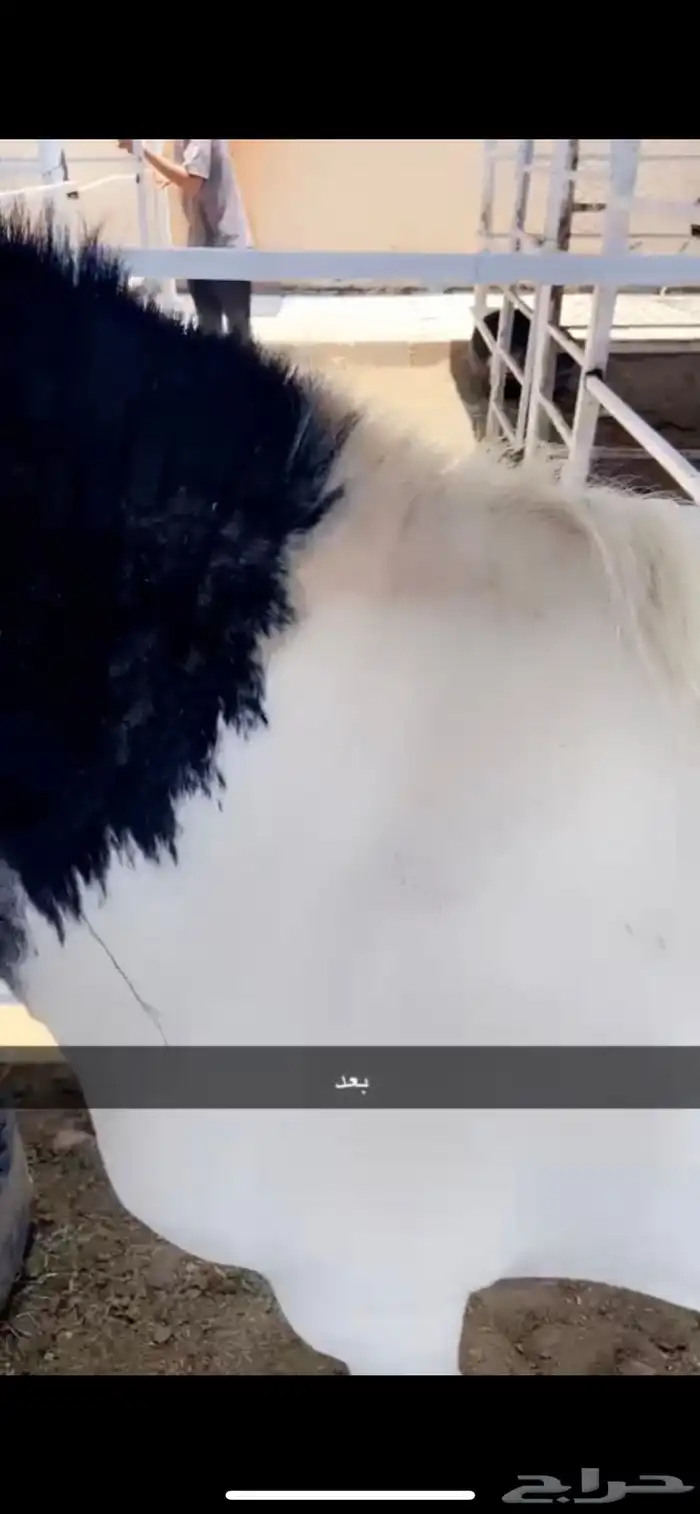 مربط الجواد للخيول العربية 6