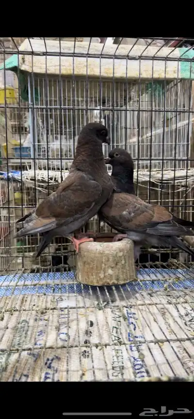 طبه كنق مودينا برونز انديقو. تم البيع 1