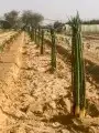 نخيل بجميع انواعه 8
