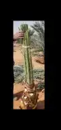 نخيل بجميع انواعه 3