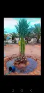 نخيل بجميع انواعه 4
