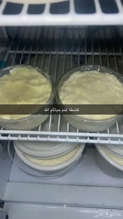 زبده غنم خاثر غنم لبن غنم قشطه غنم سمن غنم شرط 3
