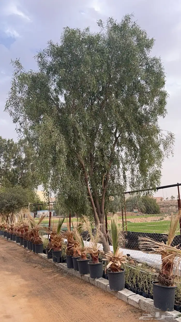 شتلات بريه الغاف الرمادي و الطلح الملحي و الغاف الاحمر 1