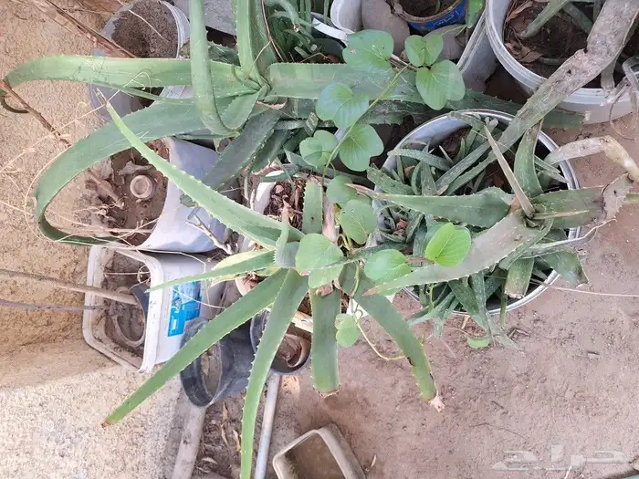 شتلات للبيع وقطع صبار 11