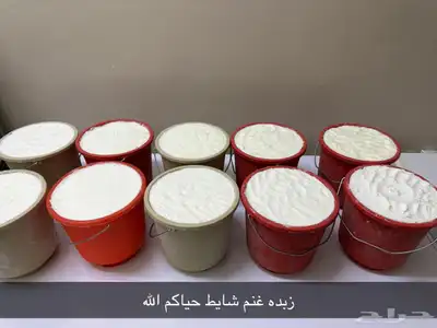 زبده غنم خاثر غنم لبن غنم قشطه غنم سمن غنم شرط 0