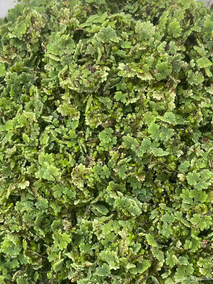 نبتة ال أزولا للبيع خضراء 1
